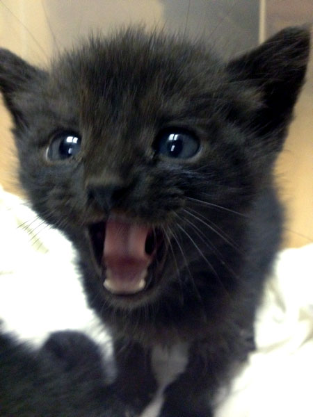 Black Munchkin Kitten Yawning Picture