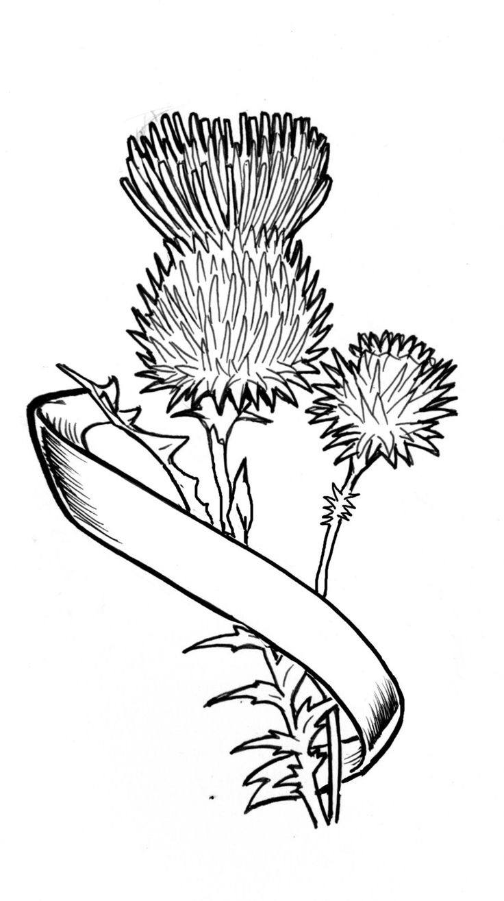 Black Thistle With Ribbon Tattoo Stencil By Dave Curbis