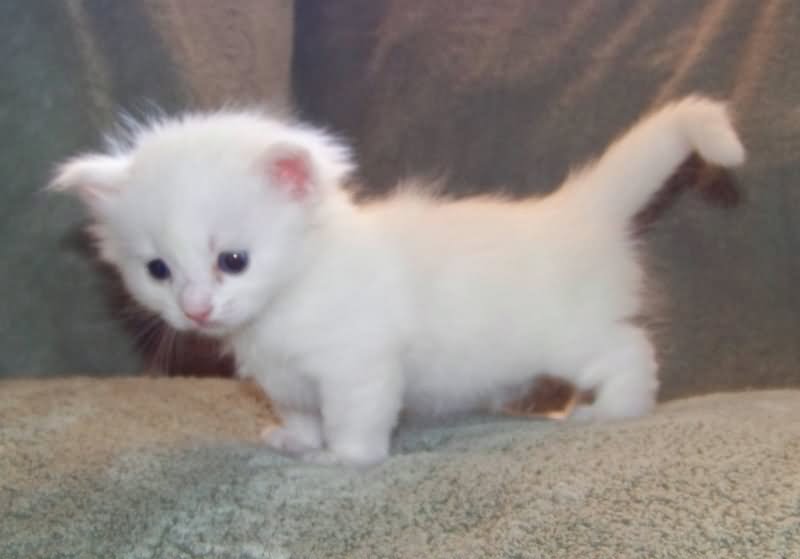 Blue Eyed White Munchkin Kitten
