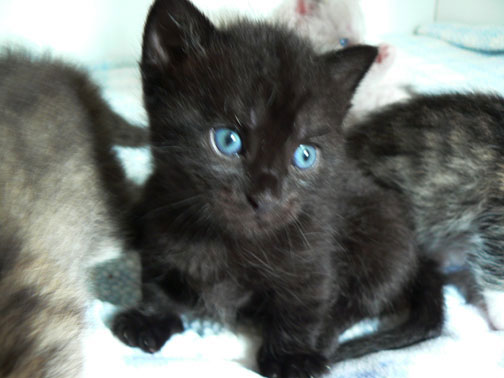 Blue Eyes Black Munchkin Kitten