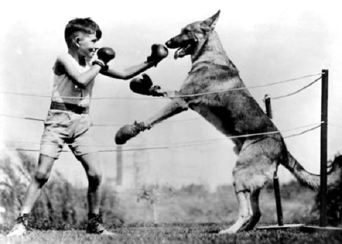 Boy Boxing With Dog Funny Vintage Image