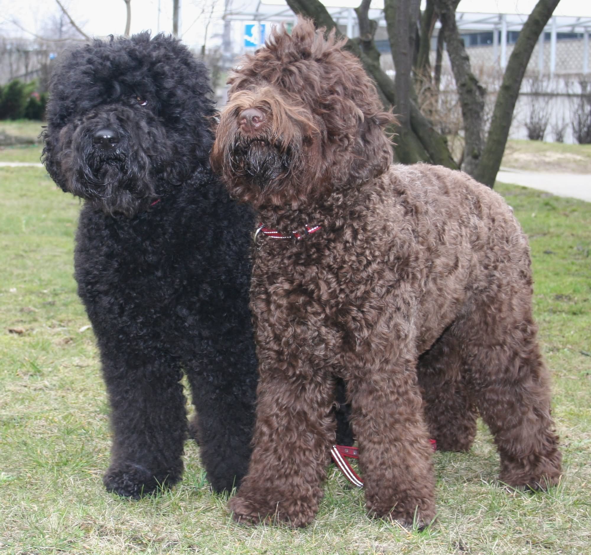 Brown And Black Barbet Dogs In Lawn
