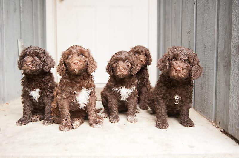 Brown Barbet Puppies Sitting Picture