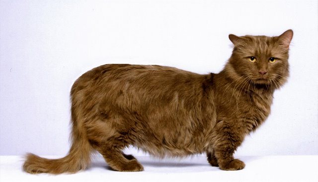 Brown Munchkin Cat Photo