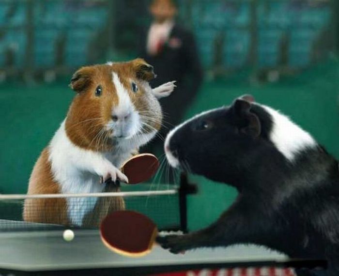 Bunnies Playing Table Tennis Funny Picture