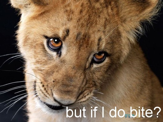 But If I Do Bite Funny Lion Picture