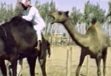 Camel Bite Man Funny Gif