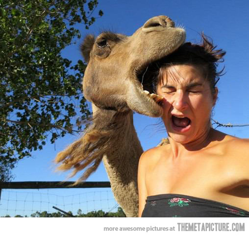 Camel Biting Girl Head Funny Picture