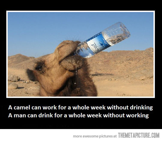 Camel Drinking Water Bottle Funny Picture