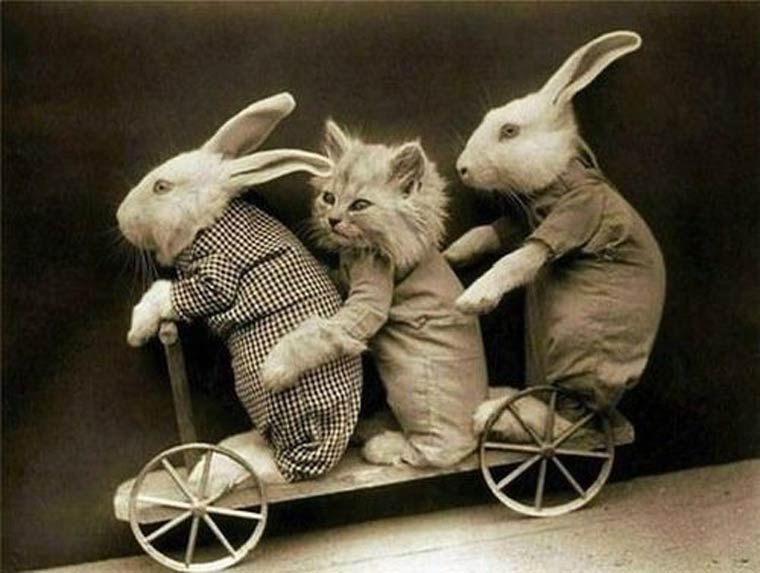 Cat And Bunnies Funny Vintage Picture