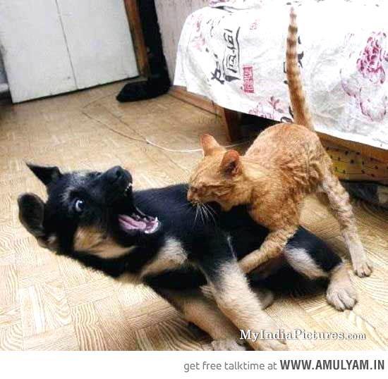 Cat Biting Dog Funny Picture