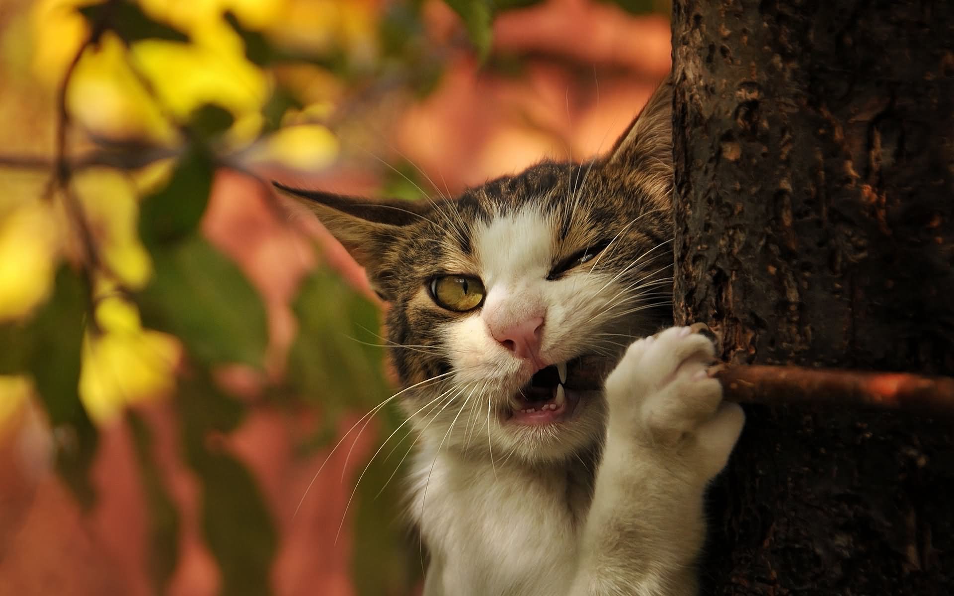 Cat Biting Tree Funny Picture