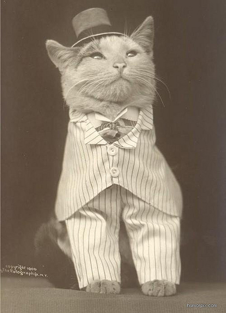 Cat In Suit And Hat Funny Vintage Image