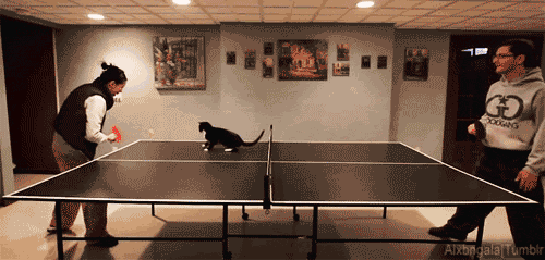 Cat Plying Table Tennis Funny Gif