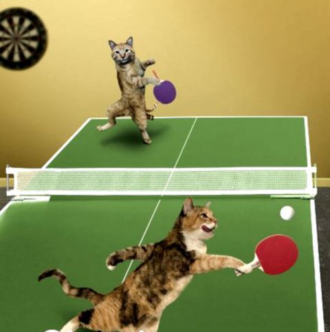 Cats Playing Table Tennis Funny Image