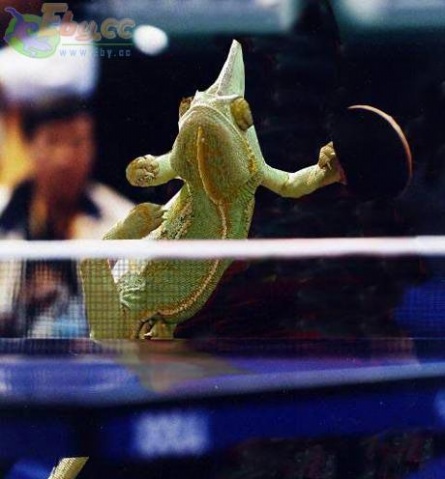 Chameleon Playing Table Tennis Funny Picture