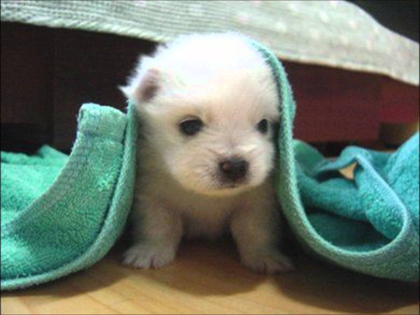 Cute Little Barbet Puppy Under The Towel