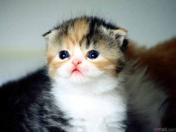Cute Little Munchkin Kitten Picture
