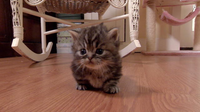 Cute Little Munchkin Kitten Sitting On Floor