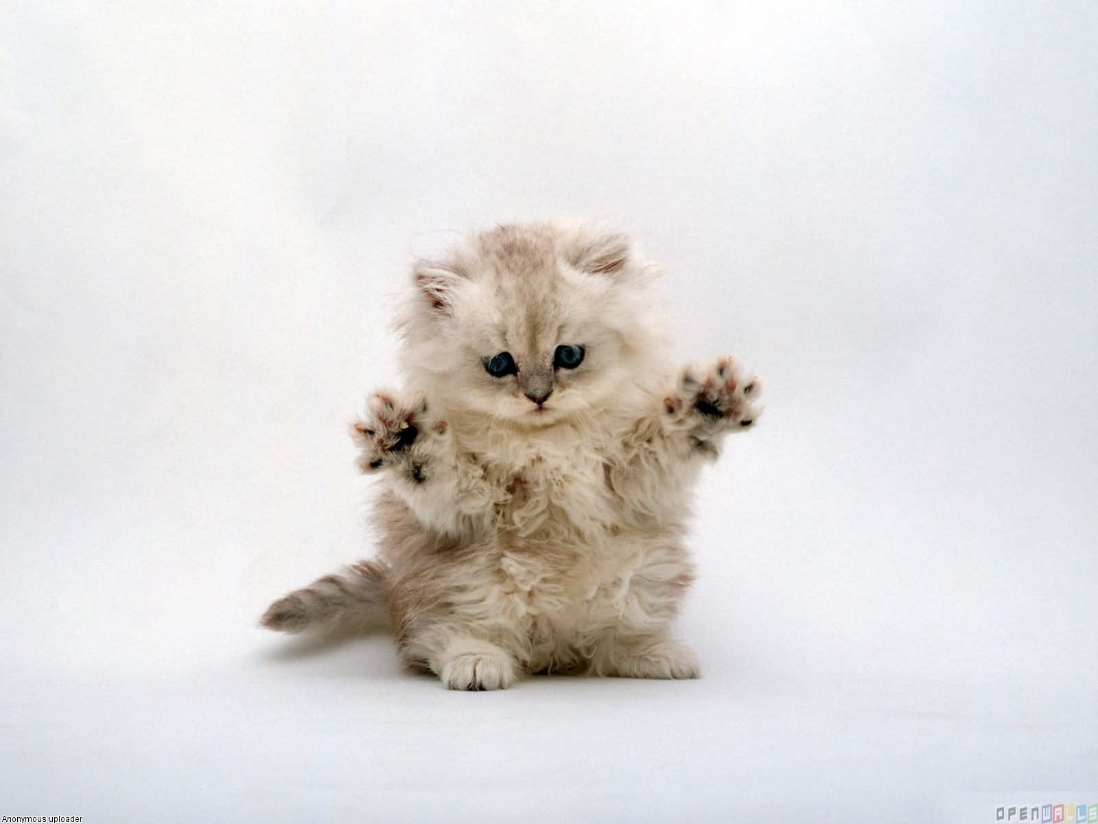 Cute Little Munchkin Kitten Standing Up