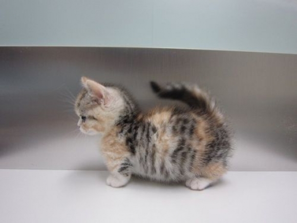 Cute Little Munchkin Kitten