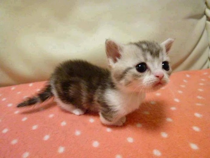 Cute Munchkin Kitten Sitting Picture