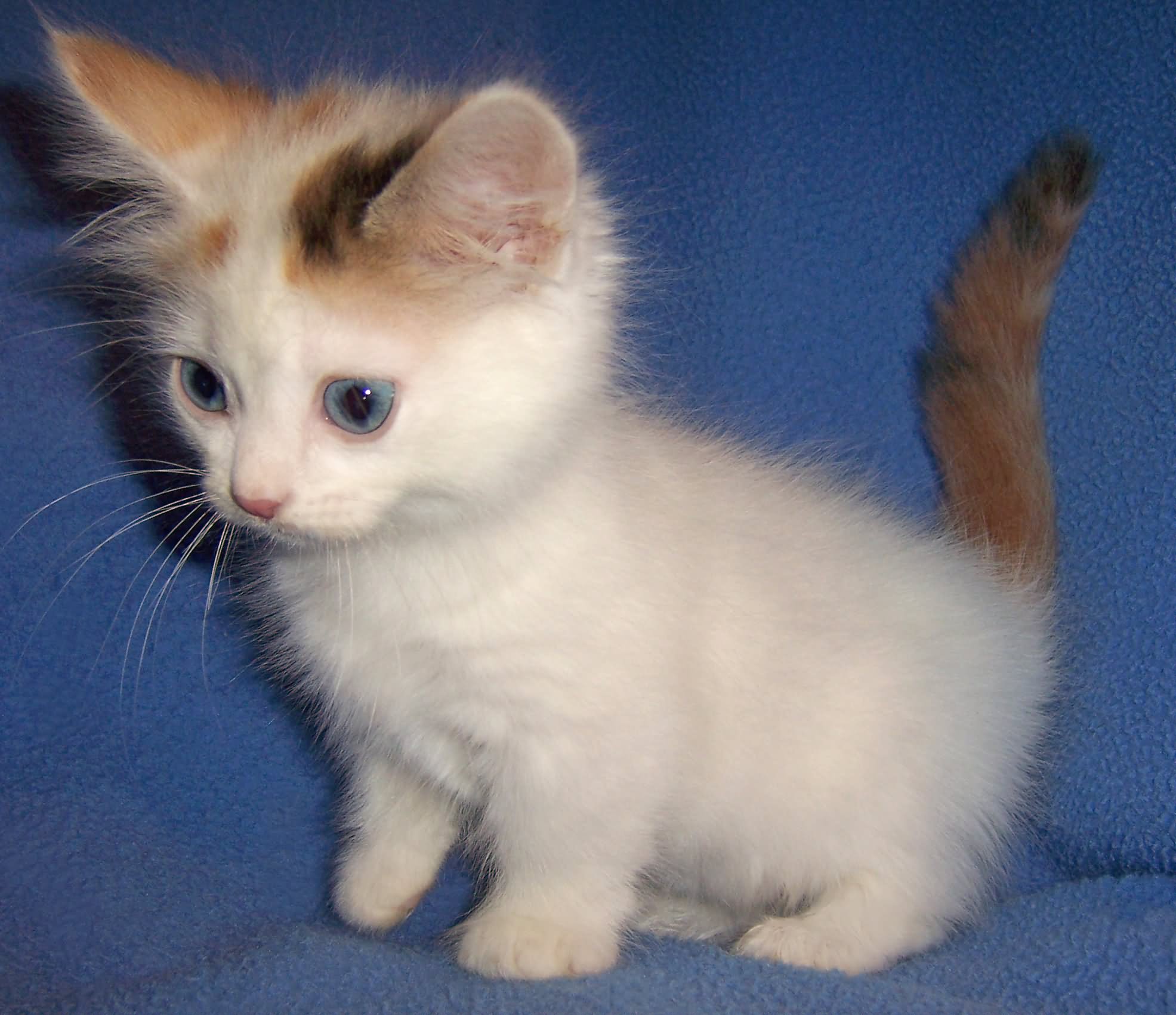Munchkin kittens for sale in pa