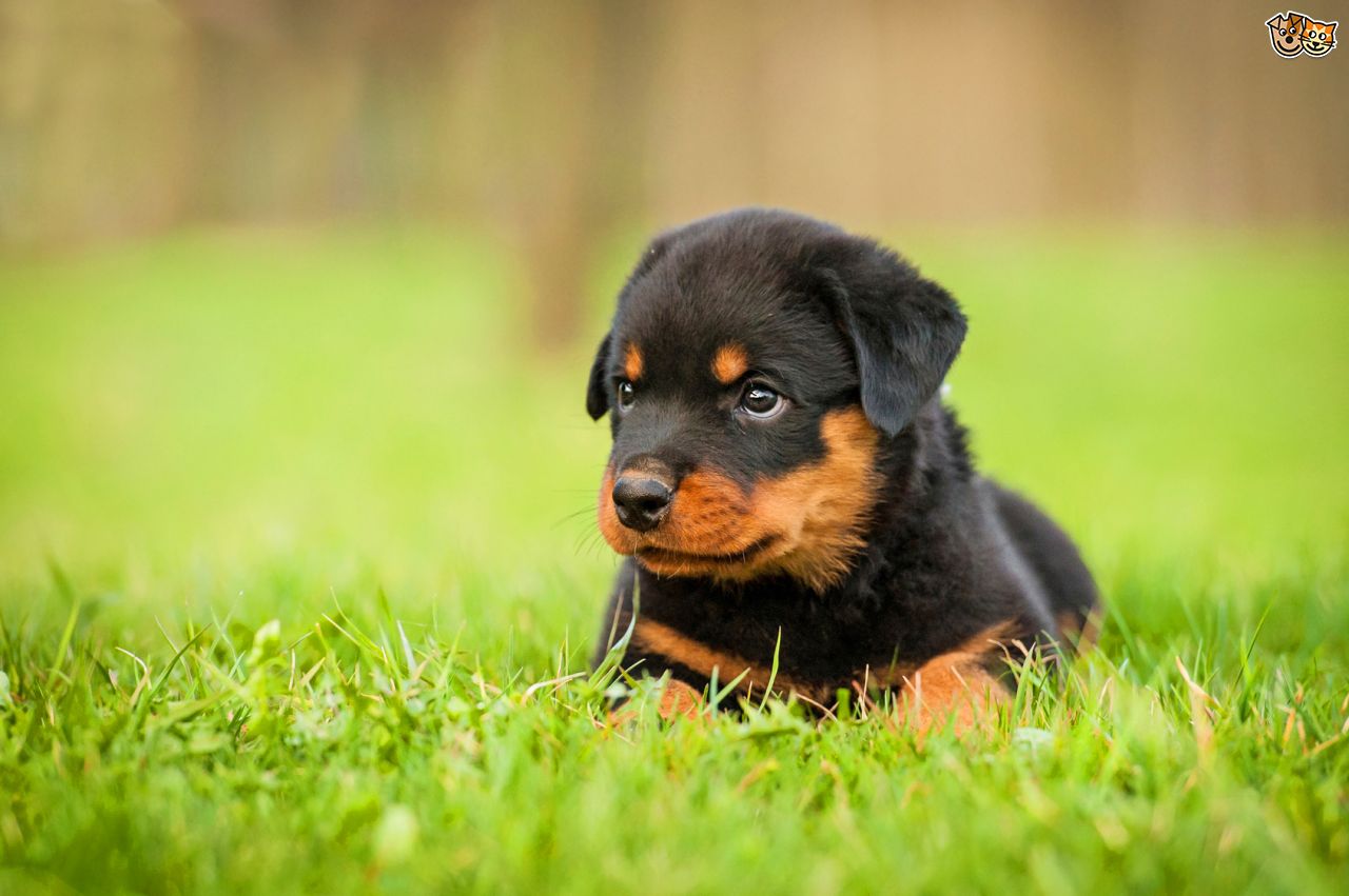 Cute Rottweiler Puppy Sitting In Grass
