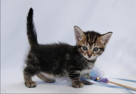 Cute Tabby Munchkin Kitten