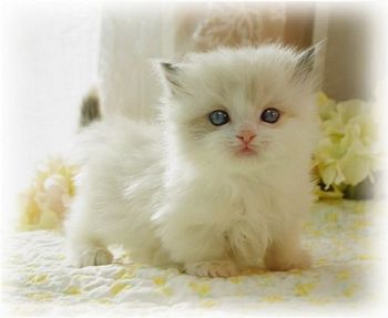 Cute White Munchkin Kitten