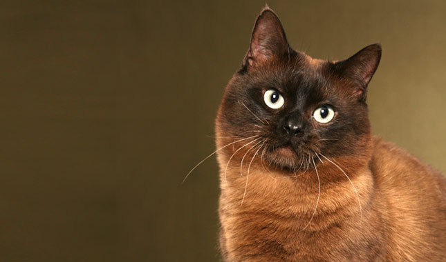 Dark Munchkin Cat Face Picture