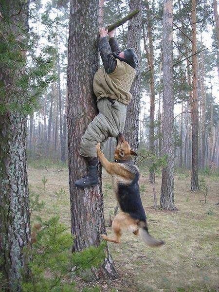 Dog Biting Man While Climbing Tree Funny Picture