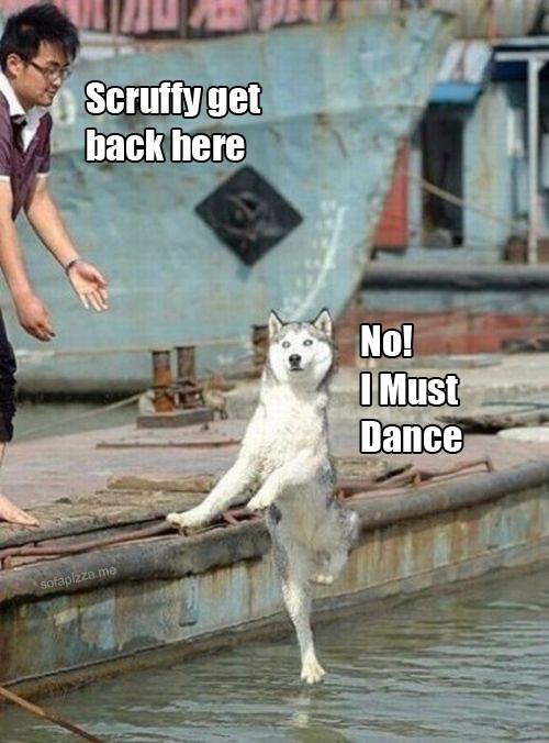 Dog Dancing On Water Funny Image