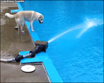 Dog Fail To Eat Water Funny Gif