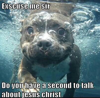 Dog Inside Water Funny Meme Picture