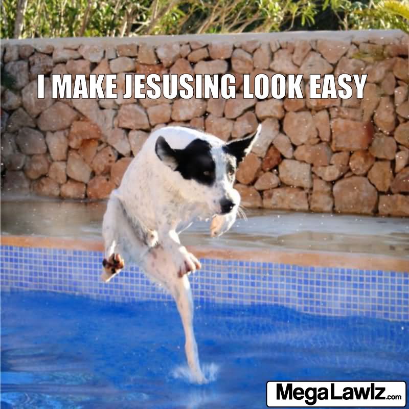 Dog Jumping On Water Funny Picture