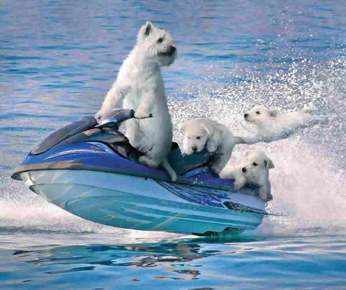 Dogs On Boat Funny Water Picture