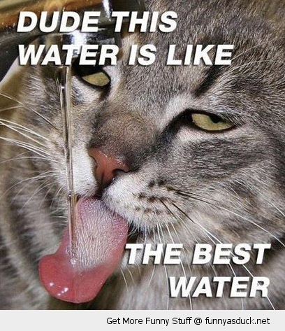 Dude This Water Is Like The Best Water Funny Cat Image