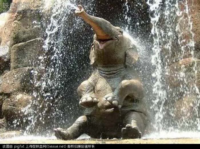 Elephant Bathing Under Waterfall Funny Picture