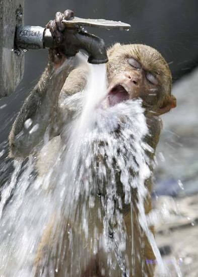 Funny Monkey Drinking Water