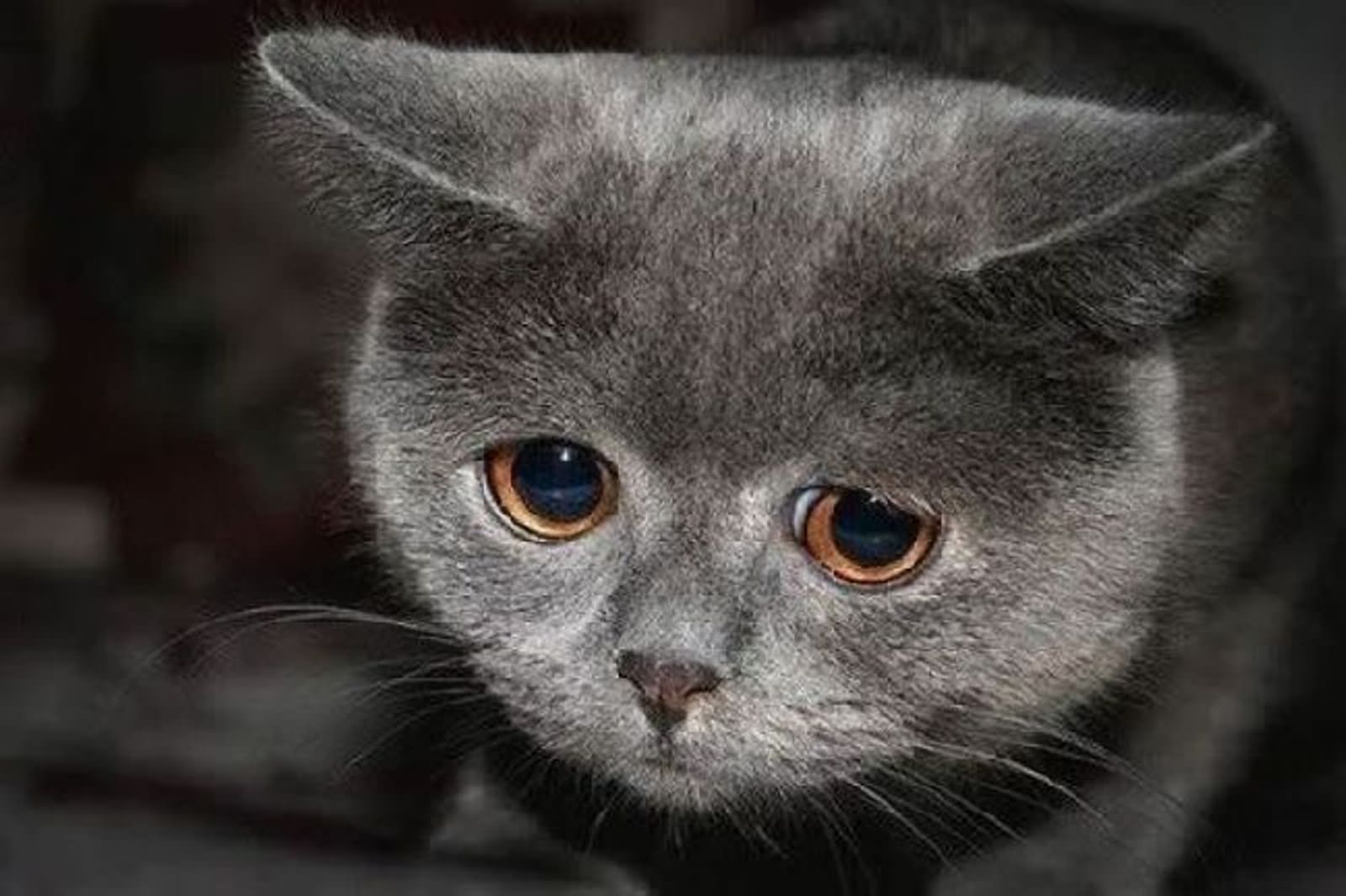 Funny Sad Kitty Picture