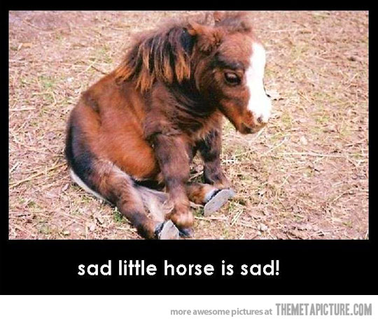 Funny Sad Little Horse Picture