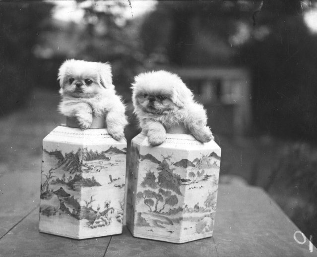 Funny Vintage Puppies Image