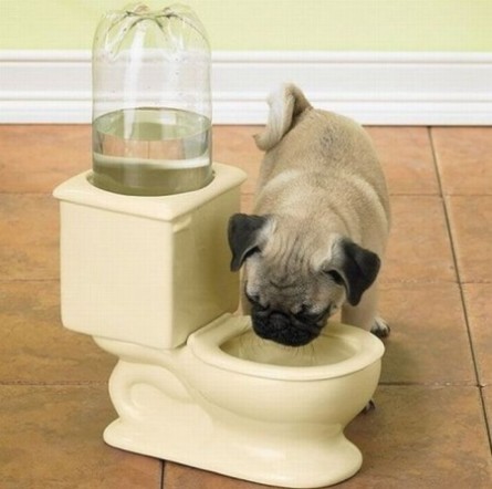 Funny Water Bowl Pug Dog Picture