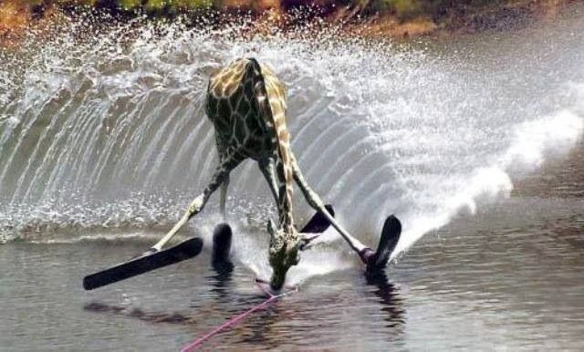 Giraffe Funny Water Skating Picture