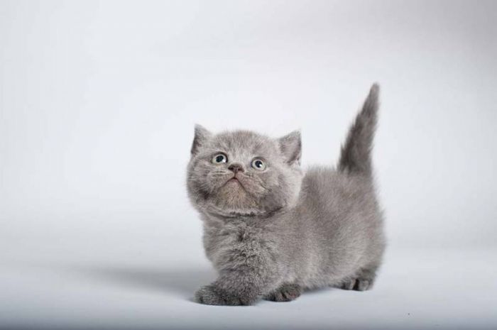 Grey Cute Munchkin Kitten