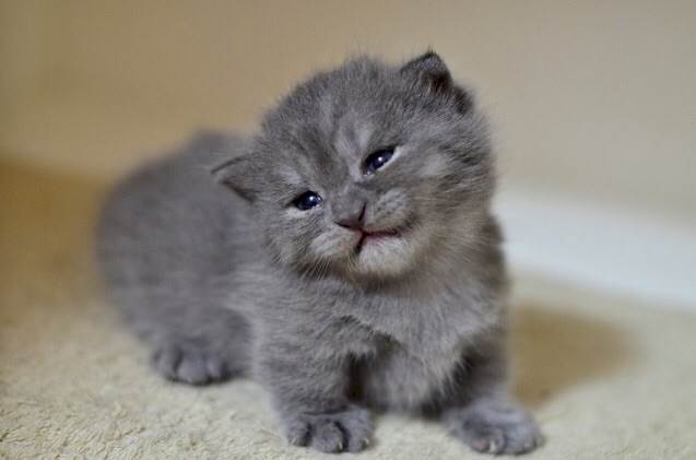 Grey Little Munchkin Kitten