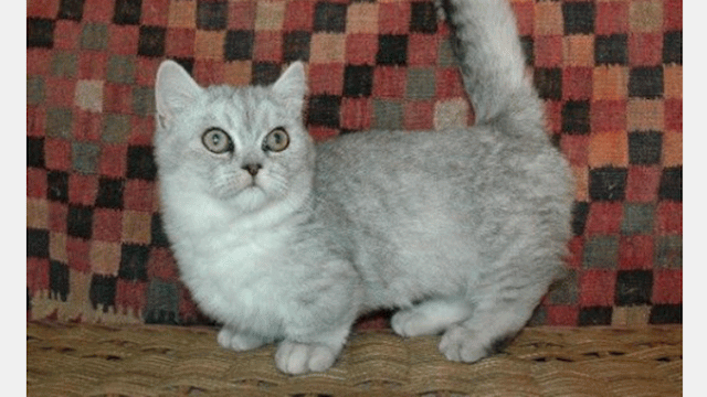 Grey Munchkin Cat