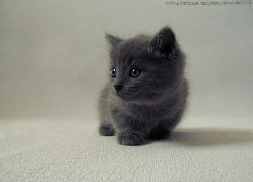 Grey Munchkin Kitten Sitting