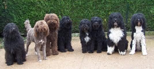 Group Of Barbet Dogs Picture